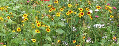 Eine schöne Sommerwiese mit verschieden farbigen Blumen