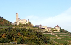 Mittelalterliche Burgruine an der Burgenstraße von Heilbronn nach Eberbach mit gigantischen Weinterrassen