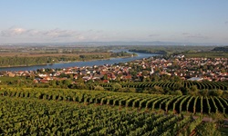 Das Örtchen Nierstein am Rhein. Im Vordergrund die vielen typischen Weinreben, im Hintergrund der Ort, an dem sich links der Rhein vorbeischlängelt