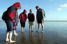 Eine Reisegruppe bei einer Wattwanderung in Nordfriesland.