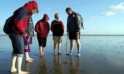 Eine Reisegruppe bei einer Wattwanderung in Nordfriesland.