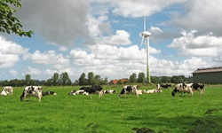 Ostfriesische Idylle: Kühe grasen unter einem Windrad.