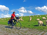 Eine Radlerin passiert einen herrlich grünen Deich, auf dem wollig weiße Schafe grasen.