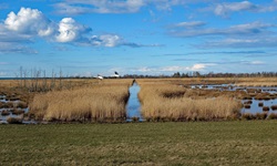 Zwei Schwäne fliegen über eine Seenlandschaft auf der Halbinsel Darß.