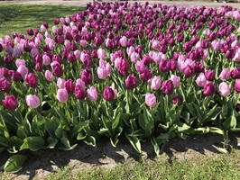 Tulpenfeld aus lila und fliederfarbenen Tulpen im Keukenhof in Holland