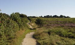 Ein Pfad aus feinem Kiesel und Sand durch die wundervolle Landschaft an der Nordseeküste