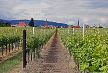 Ein von Weinstöcken gesäumter Feldweg bei Edenkoben in der Pfalz.