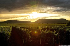 Weinberge bei Landau im Abendlicht.