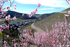 Rosafarbene Pfirsichblüten umschließen die steilen Weinberge am Ufer der Mosel.