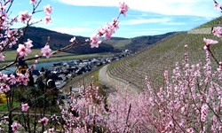 Rosafarbene Pfirsichblüten umschließen die steilen Weinberge am Ufer der Mosel.