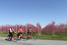Drei Radfahrer radeln auf einer Straße an pink-lila blühenden Reben im Piemont vorbei