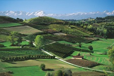 Typische Landschaft im Piemont mit zahlreichen Weinreben und im Hintergrund die schneebedeckten Alpengipfel