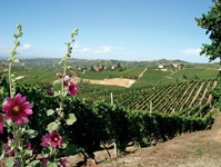 Piemontesisches Idyll mit Stockrosen, Weinbergen und malerisch in die Landschaft eingepassten kleinen Siedlungen.