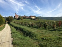 Blick auf Weinreben vor einem Ort im Piemont