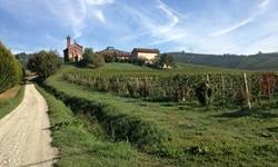 Blick auf Weinreben vor einem Ort im Piemont