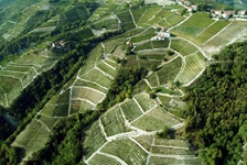 Luftbild der zahlreichen Weinreben im Piemont