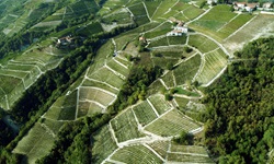Luftbild der zahlreichen Weinreben im Piemont