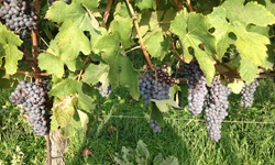 Blick auf die roten Weintrauben an den Weinreben im Piemont