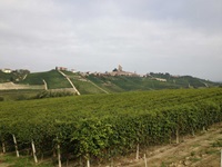 Blick auf die Weinreben und -berge im Piemont