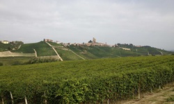 Blick auf die Weinreben und -berge im Piemont