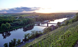 Weinberge flankieren die Elbe bei Melnik, dem Zentrum des böhmischen Weinbaus.