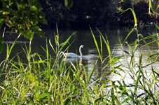 Ein Schwan auf der Rhone