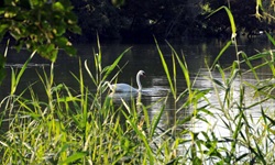 Ein Schwan auf der Rhone