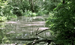 Flusslandschaft auf der Radreise von Prag nach Wien