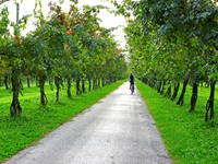 Eine Radlerin durchfährt eine Allee aus Weinreben.