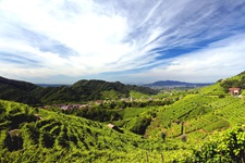 Das Dorf Guia liegt malerisch inmitten von sattgrünen Weinbergen.