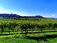 Weinreben entlang der Weinstraße des Prosecco.