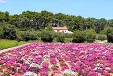 Blumenfelder in der Provence