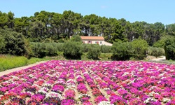 Blumenfelder in der Provence