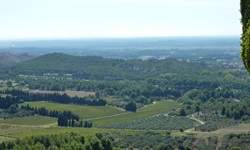 Blick über die Landschaft der Provence mit Weinreben, Feldern und Wäldern