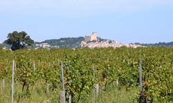 Weinreben in der Provence mit Blick auf eine Stadt mit Burg im Hintergrund
