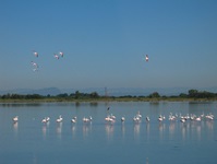 Ein Schwarm Flamingos steht im seichten Wasser der Camargue