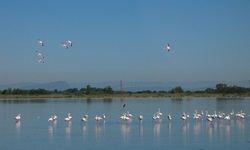 Ein Schwarm Flamingos steht im seichten Wasser der Camargue