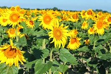 Blühende Sonnenblumen in der Provence