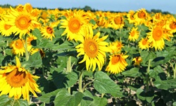 Blühende Sonnenblumen in der Provence