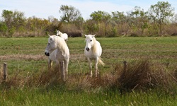 Drei Camargue-Pferde stehen auf einer Weide in der Camargue