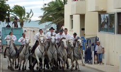 Eine Gruppe Reiter galoppiert auf Camargue-Pferden durch die Straßen