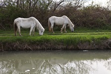 Zwei Camargue-Pferde grasen auf einer Weide in der Camargue