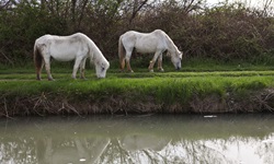 Zwei Camargue-Pferde grasen auf einer Weide in der Camargue