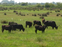 Acht schwarze Rinder grasen in der Camargue auf einer Weide, dahinter sind 2 Flamingos zu sehen