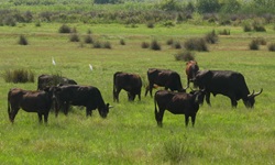 Acht schwarze Rinder grasen in der Camargue auf einer Weide, dahinter sind 2 Flamingos zu sehen