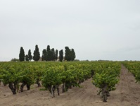 Ein Feld voller Weinreben auf der Provence-Camargue Rad- und Schiffstour