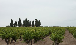 Ein Feld voller Weinreben auf der Provence-Camargue Rad- und Schiffstour