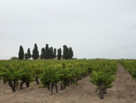 Weinreben in der Provence mit angrenzenden Bäumen