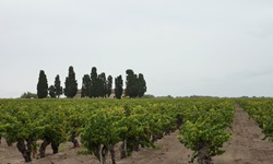 Weinreben in der Provence mit angrenzenden Bäumen