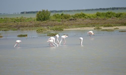 Flamingos suchen in den Sümpfen der Camargue nach Nahrung.
